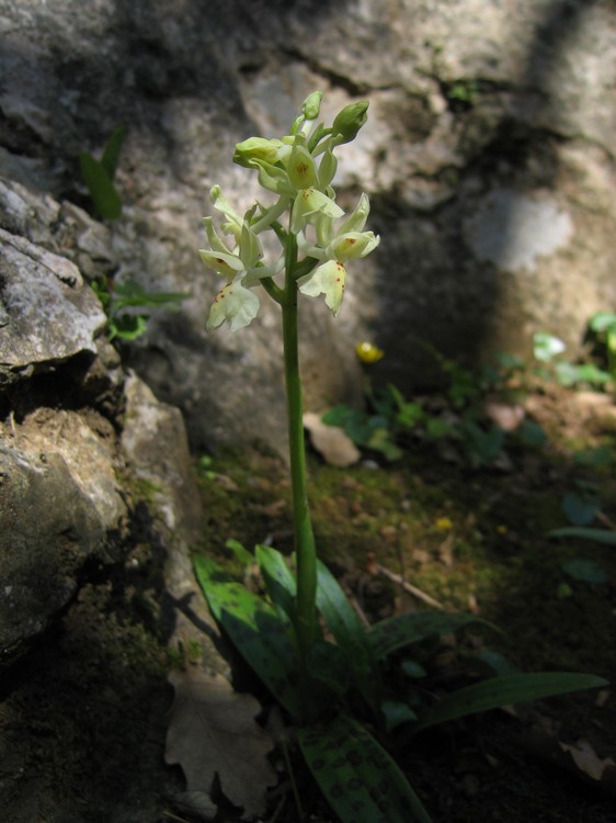 Orchis provincialis